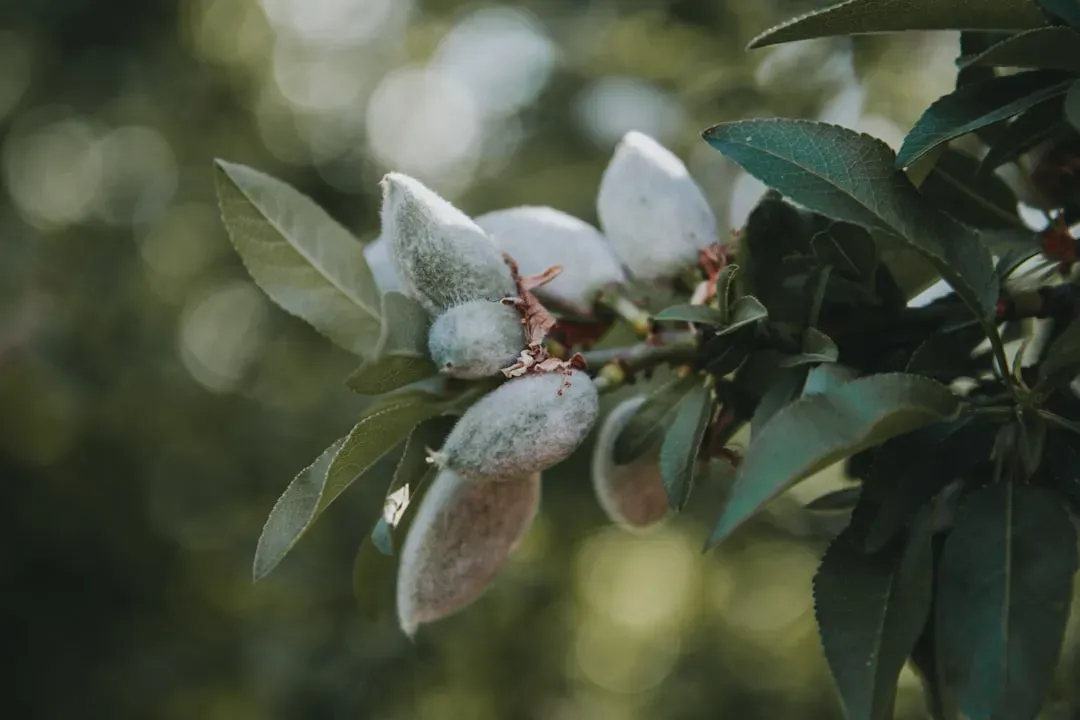 Almond Milk: Low Carbon, High Water (Image Credits: Unsplash)