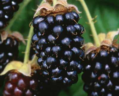 Marionberries - Oregon's Crown Jewel of Berry Innovation (image credits: wikimedia)
