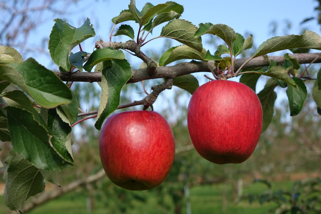 Apples (image credits: unsplash)