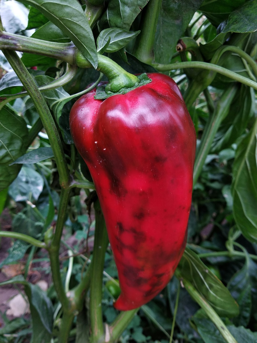 The Age of Exploration: Pepper’s Quest Inspires Voyages (image credits: unsplash)