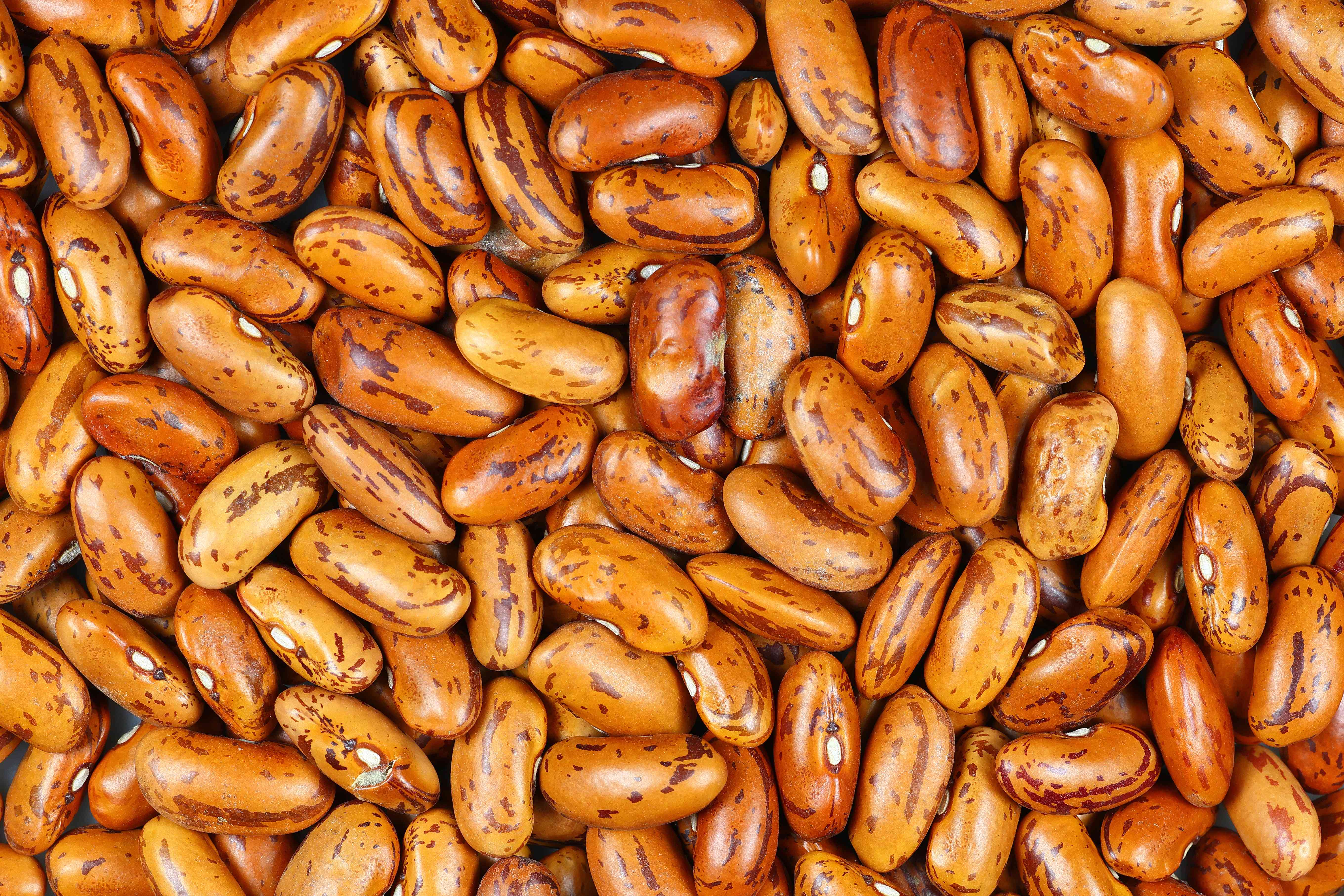 Kidney Beans: Antioxidant All-Star (image credits: wikimedia)