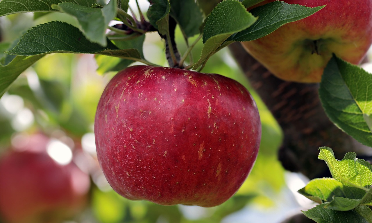 Apples: The Classic Snack That’s Not Sugar-Free (image credits: pixabay)