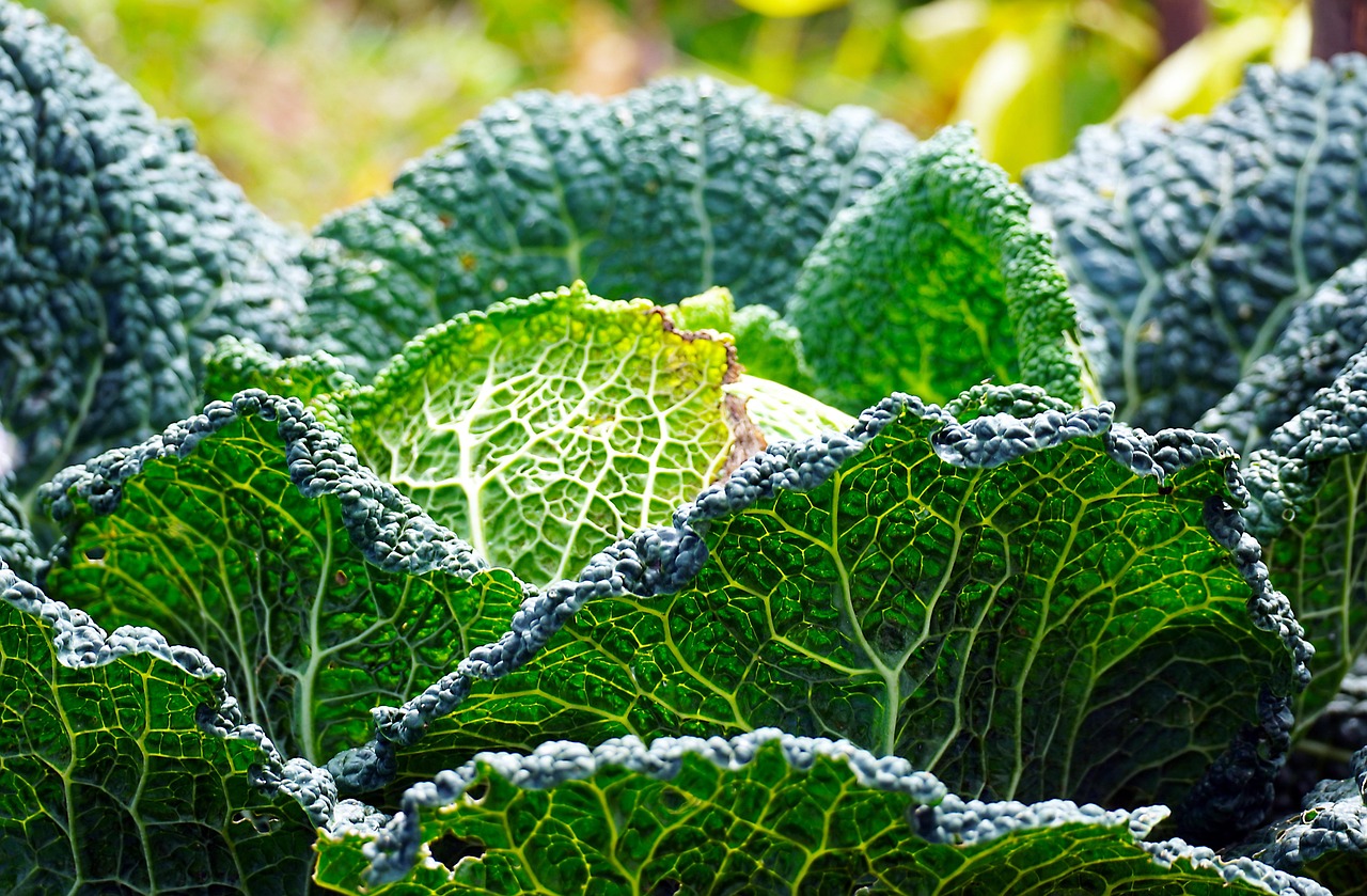 Dark Leafy Greens (image credits: pixabay)