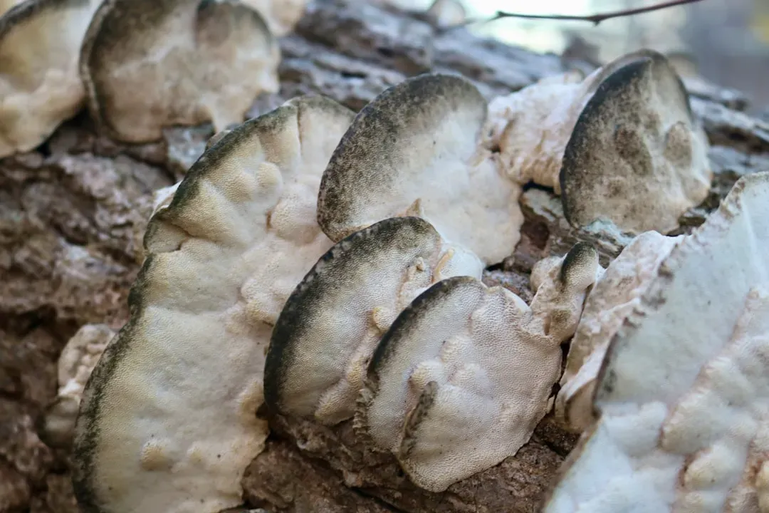 8. Rocky Mountain Oysters and Similar Offal Dares (Image Credits: Unsplash)