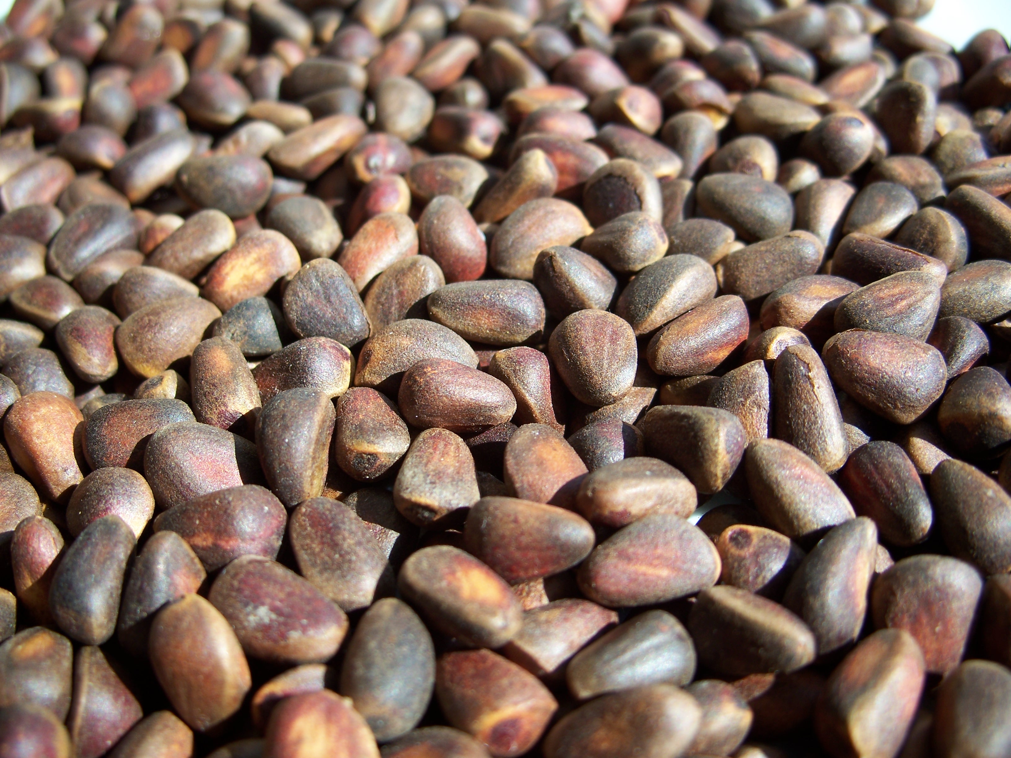 Pine Nuts: Gourmet Flavor, but Questionable Sustainability (image credits: wikimedia)