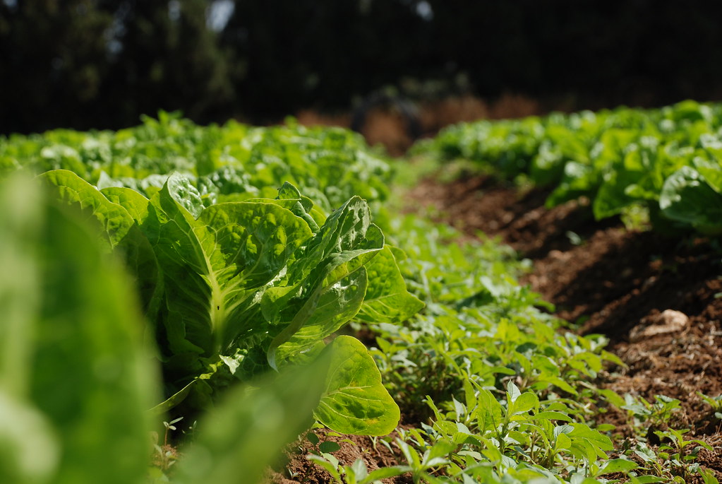 Israel Faces Unique Food Price Challenges (image credits: flickr)
