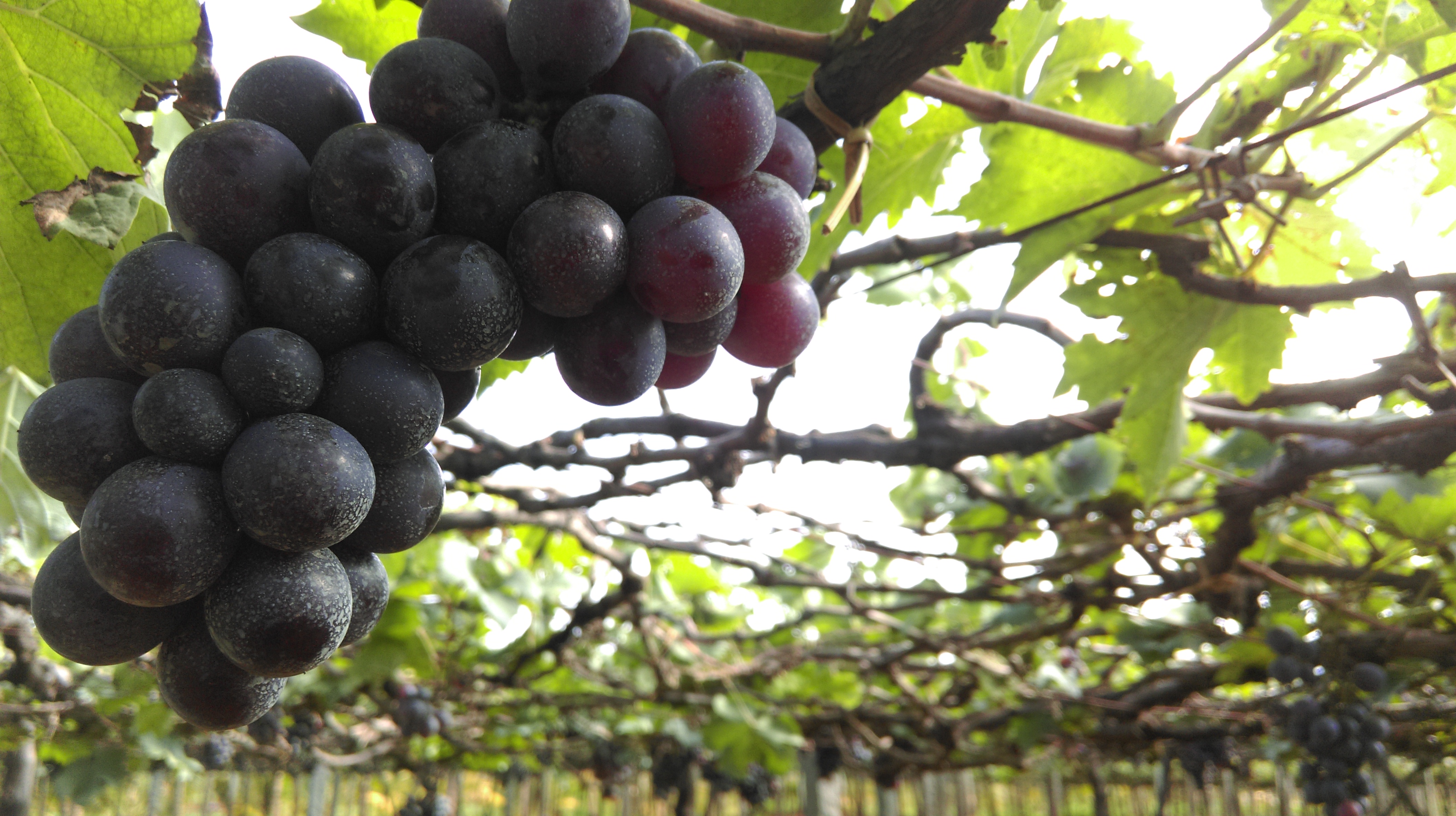 Grapes: The Wine Country's Chemical Cocktail (image credits: wikimedia)