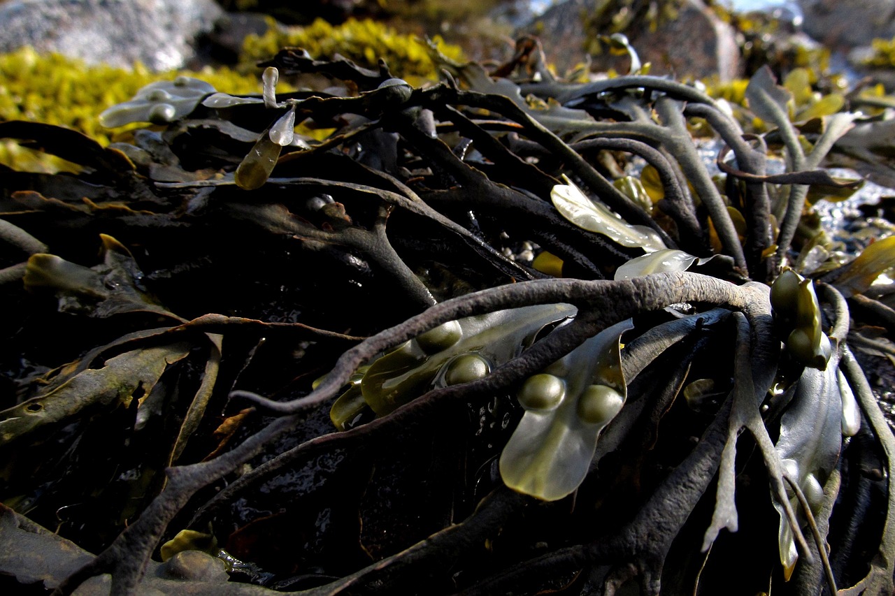 Kelp (image credits: pixabay)