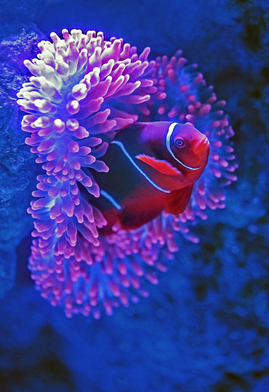 Omega-3s (EPA/DHA from Algae or Fish Oil) (image credits: unsplash)