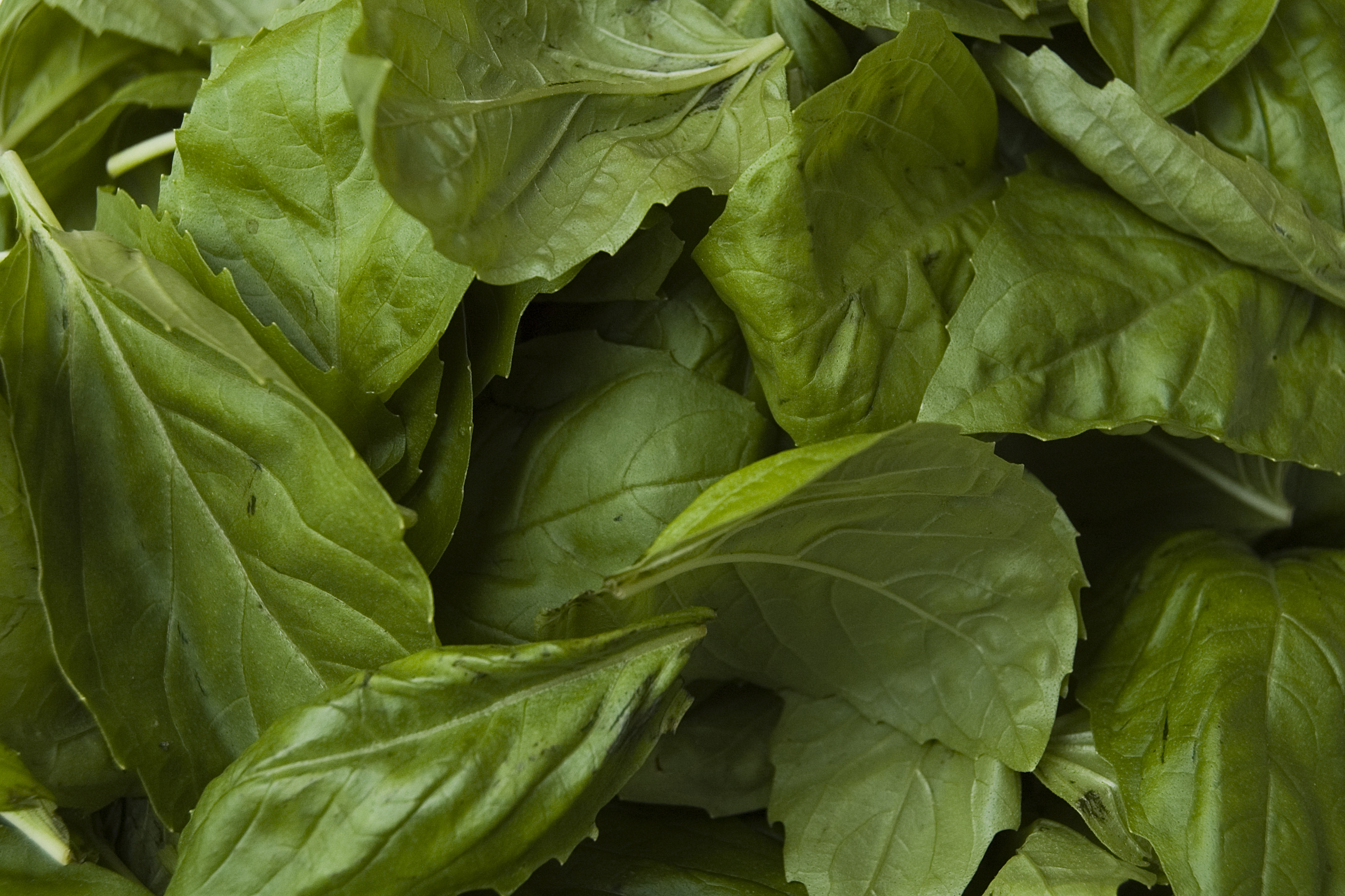 Basil: The Gateway Herb to Fresh Cooking (image credits: wikimedia)