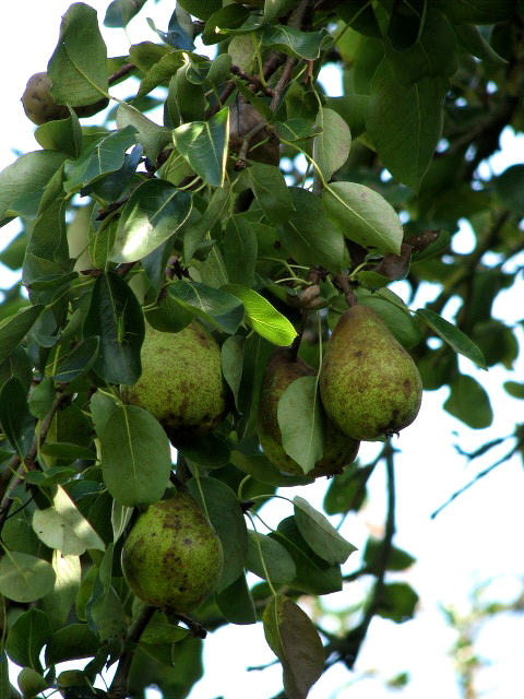Pears: A Sweet Surprise (image credits: wikimedia)