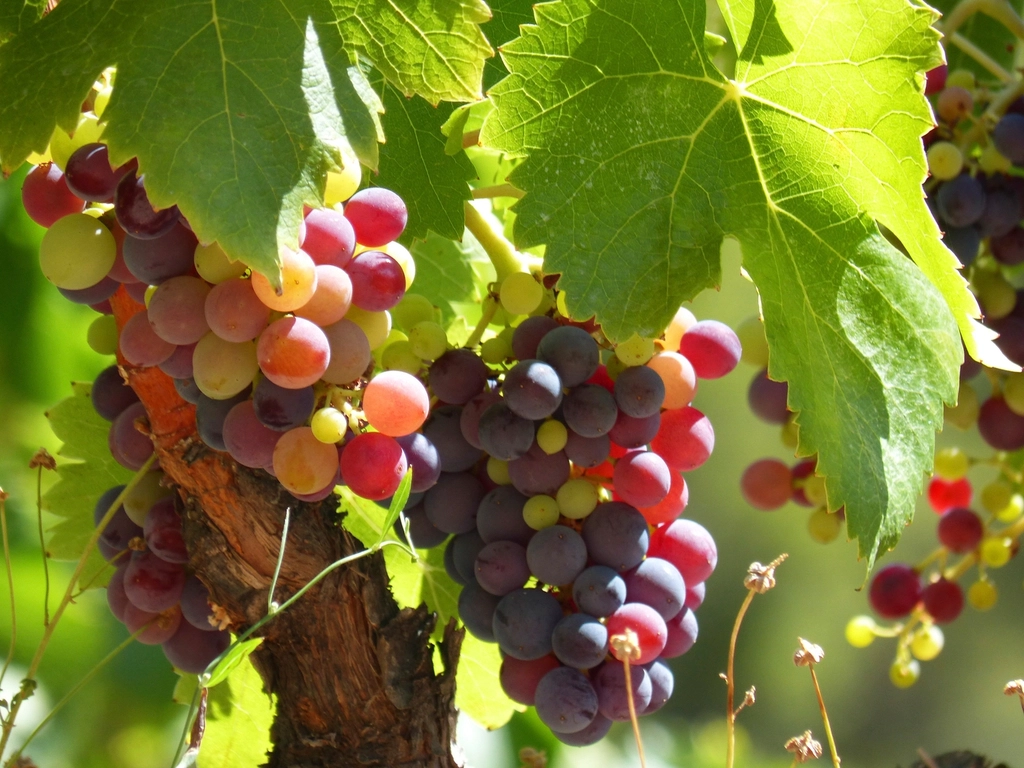Grapes (image credits: rawpixel)