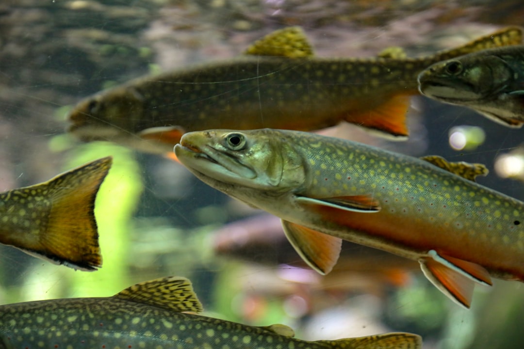 Trout: A Protein with a Vitamin E Edge (image credits: unsplash)