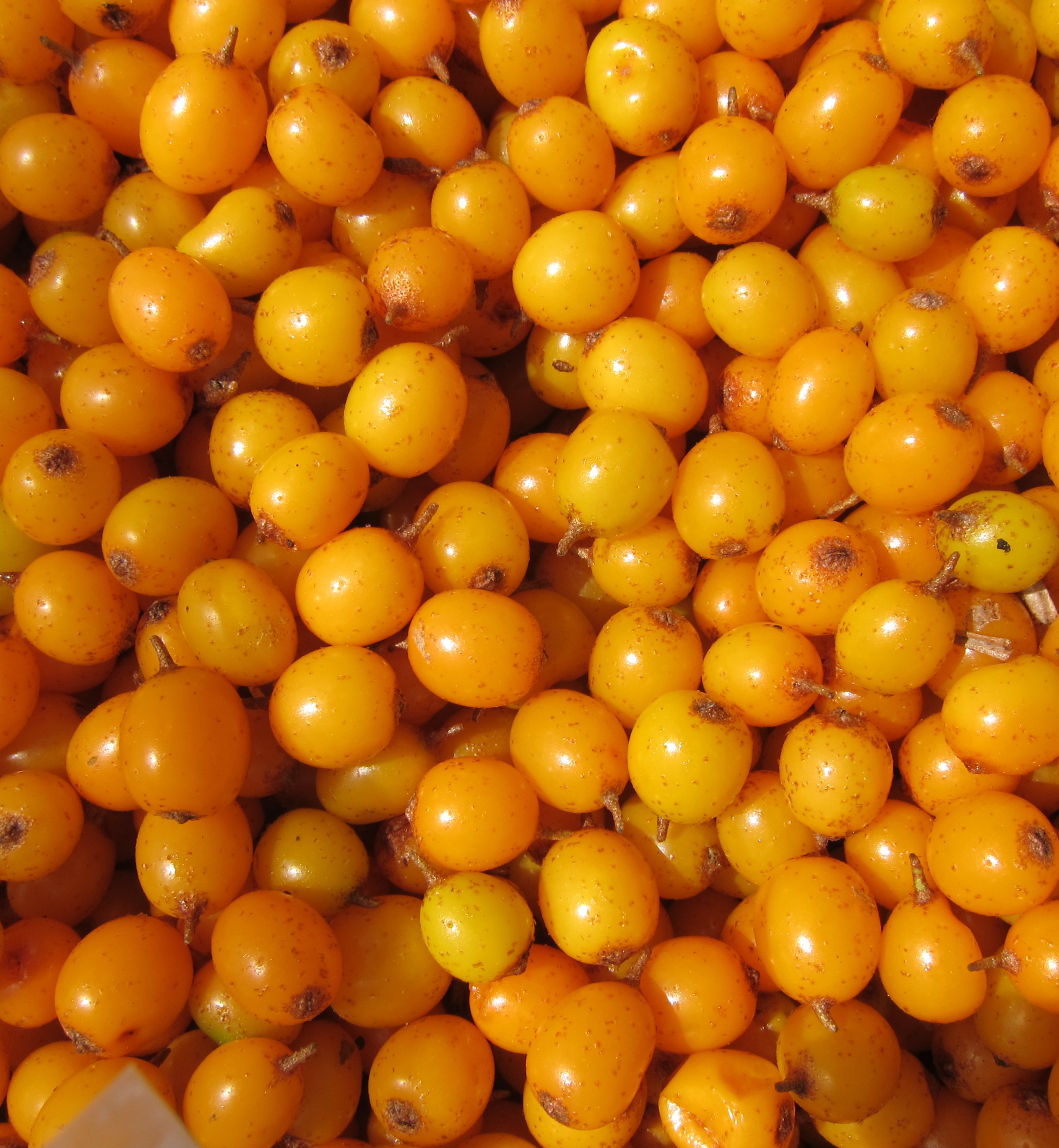 5. Sea Buckthorn: The Berry That Outshines Acai (image credits: wikimedia)