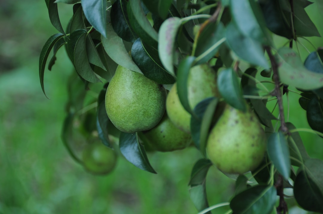 Pears: The Satisfying, Fiber-Packed Choice (image credits: unsplash)