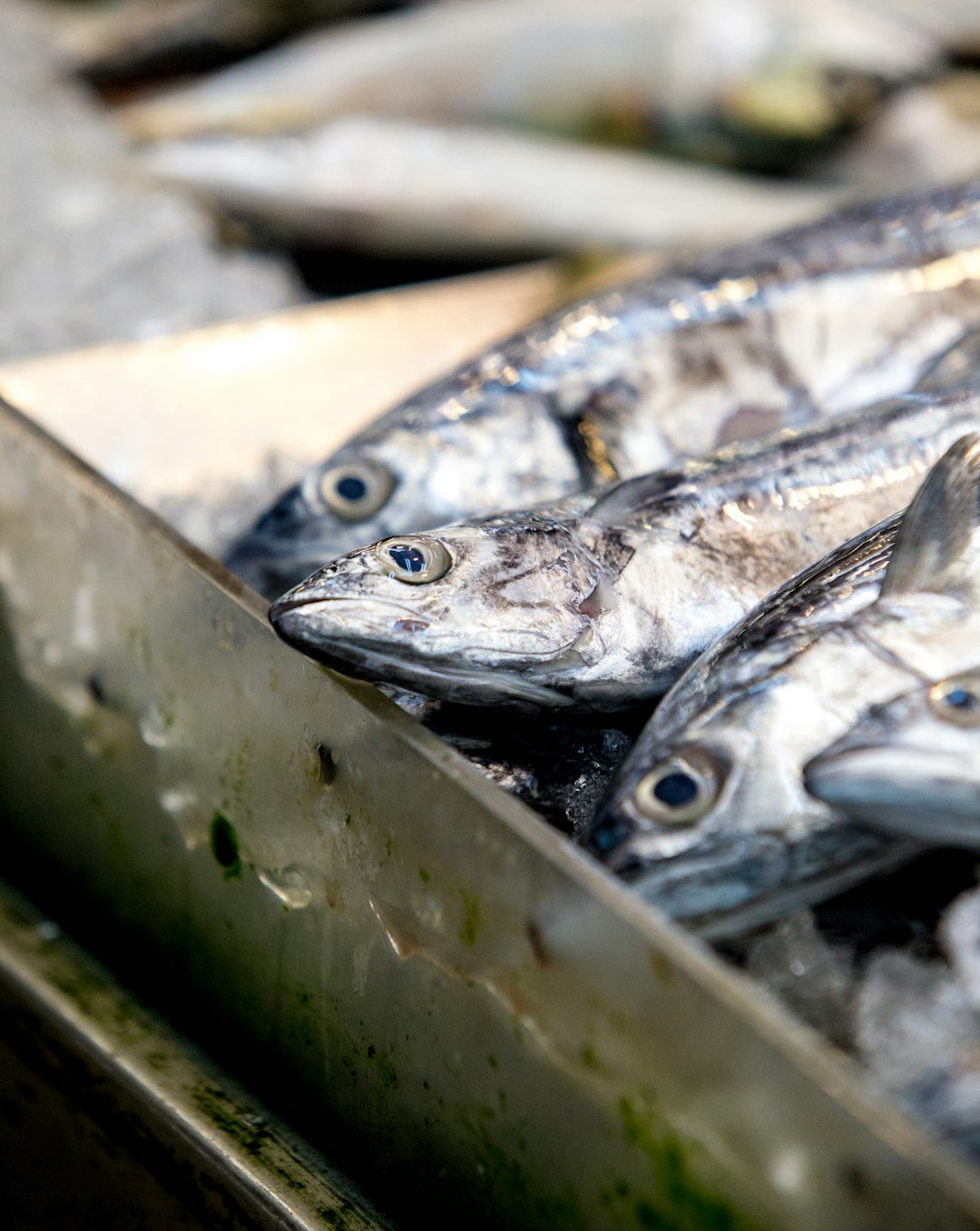 Anchovies Are the Unsung Heroes of Heart Health (image credits: unsplash)