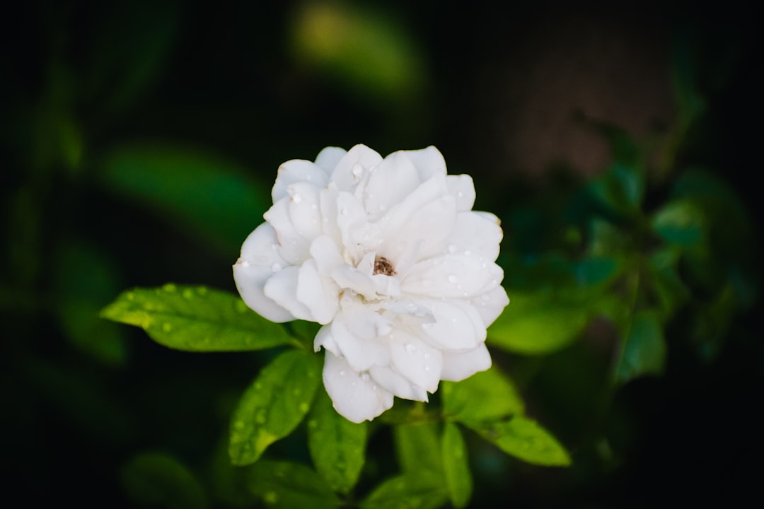 Stevia: The Sweet Leaf That’s Turning Heads (image credits: unsplash)