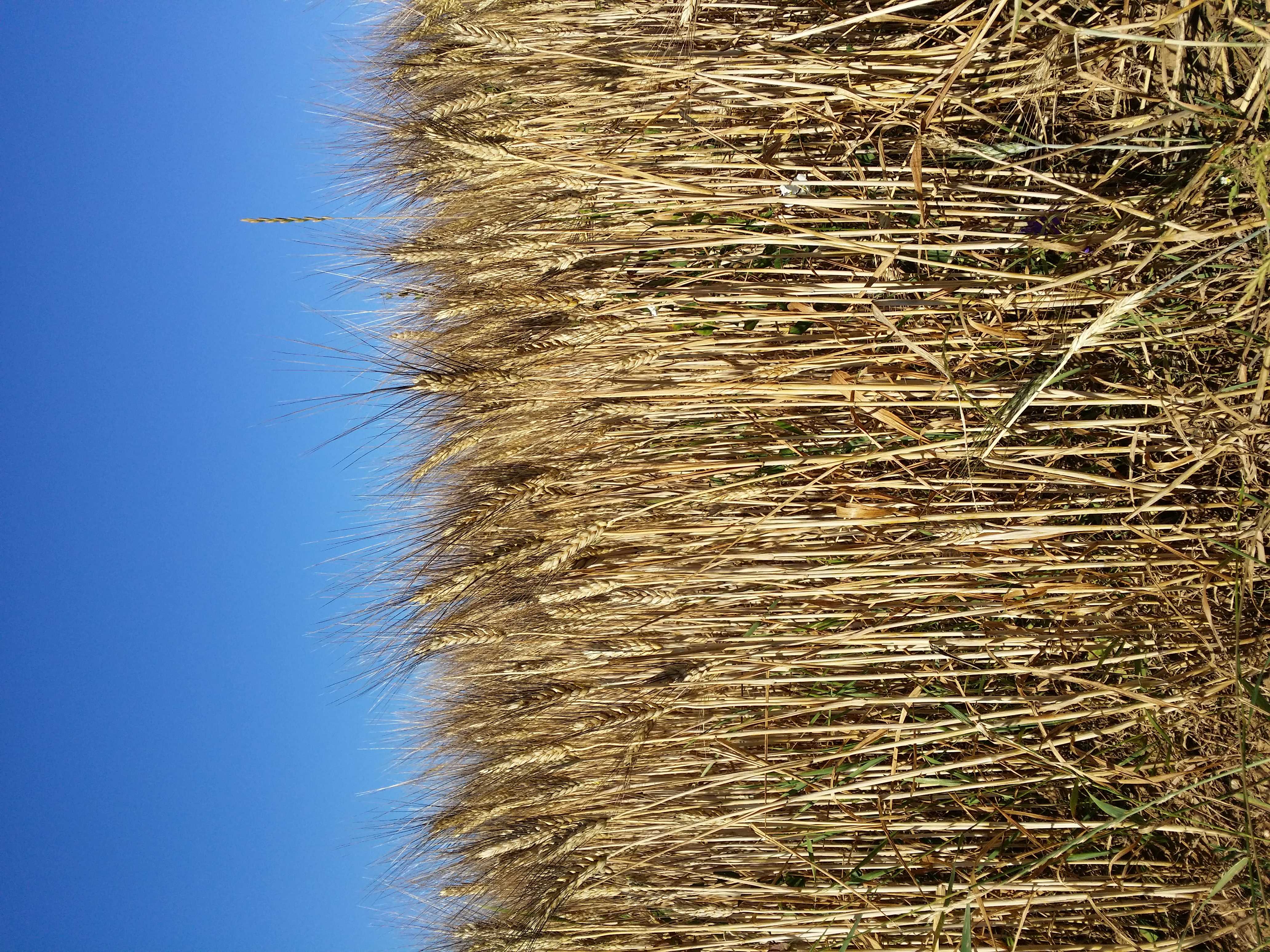 Durum Wheat: The Golden Grain Behind Every Bite (image credits: wikimedia)