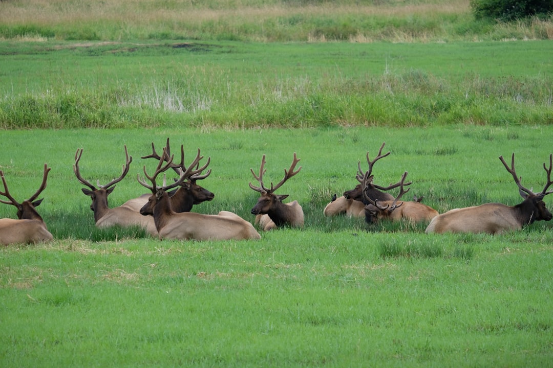 Elk: Venison's Mellow Cousin (image credits: unsplash)