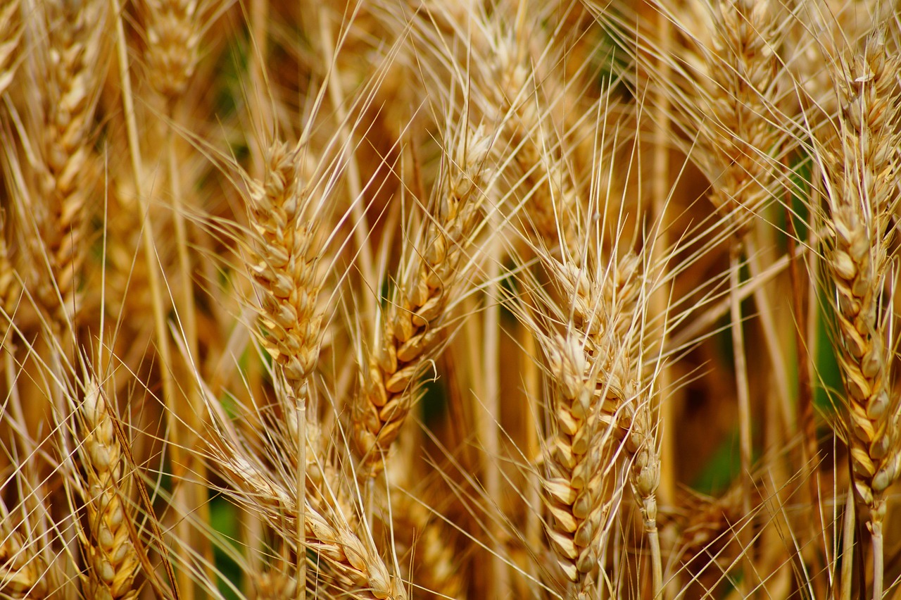 Durum Wheat: Pasta in Peril (image credits: pixabay)