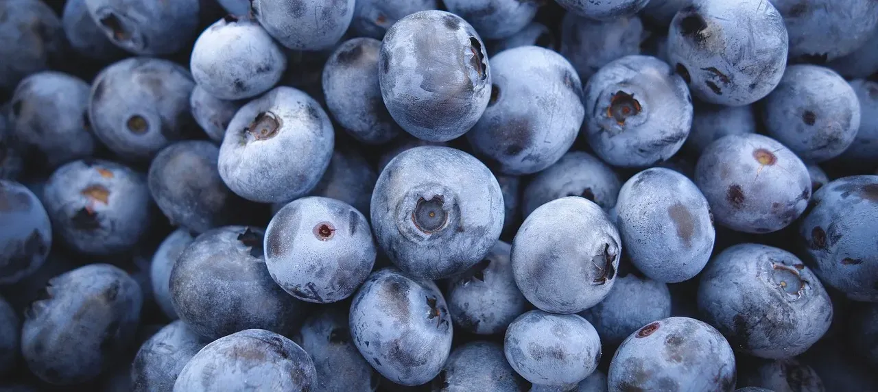 Cultivated Blueberries: Still One of the Best Available Options (Image Credits: Pixabay)