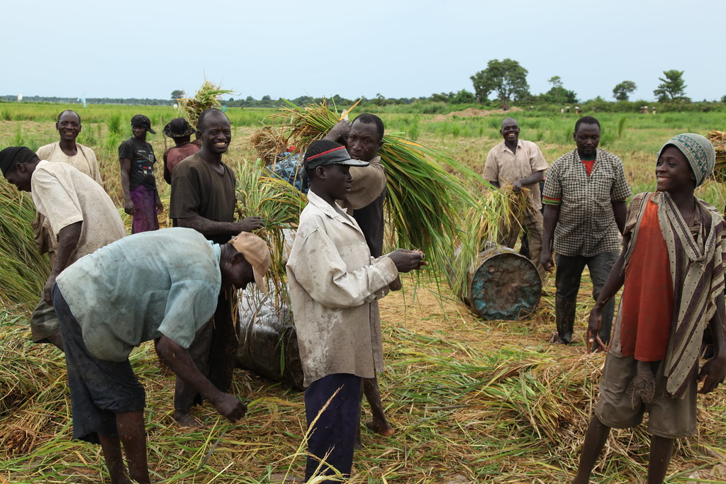Nigeria Leads Continental Rice Transformation (Image Credits: Flickr)