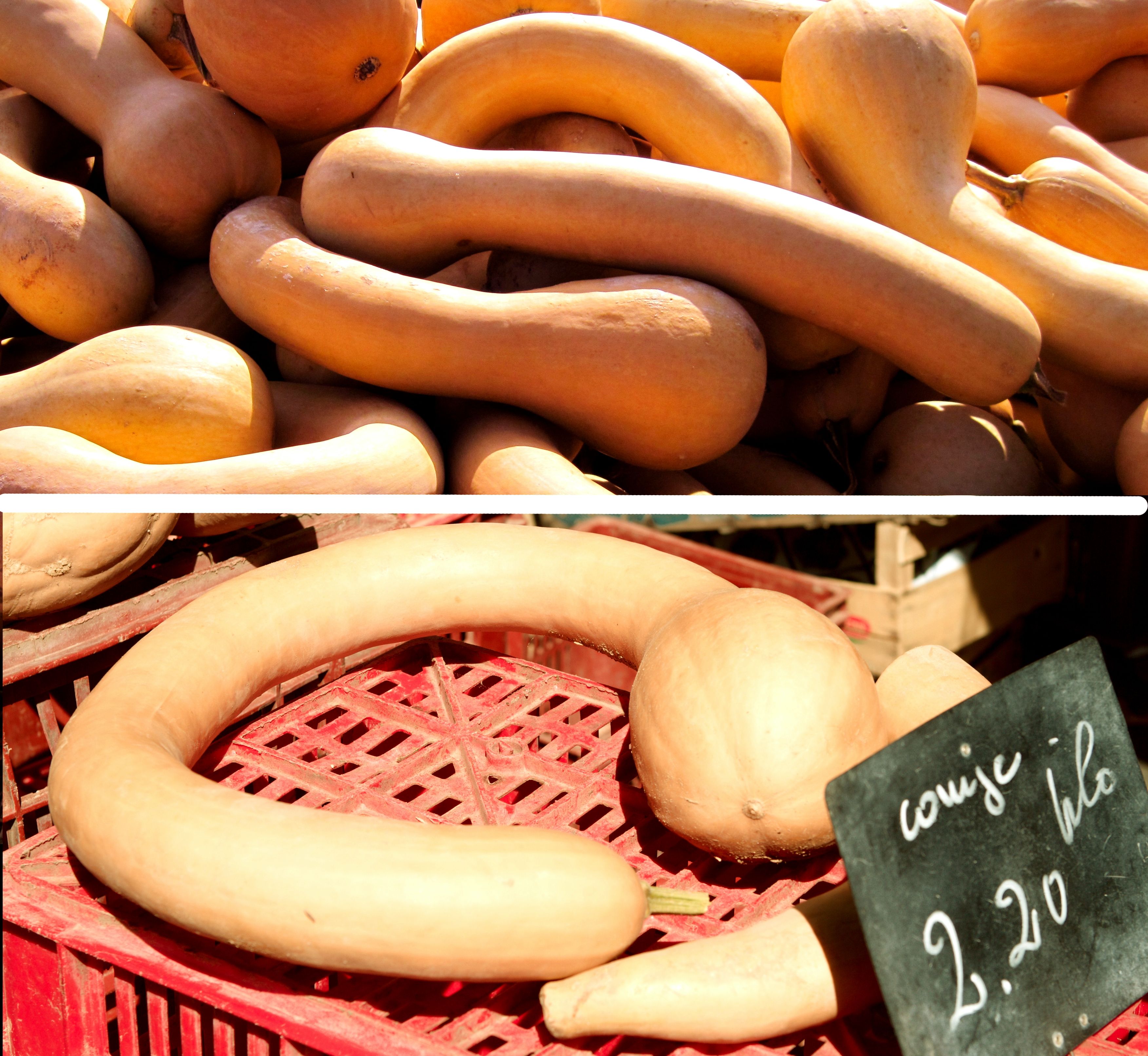 Tromboncino Squash: The Musical Vegetable That Defeats Pests (image credits: wikimedia)