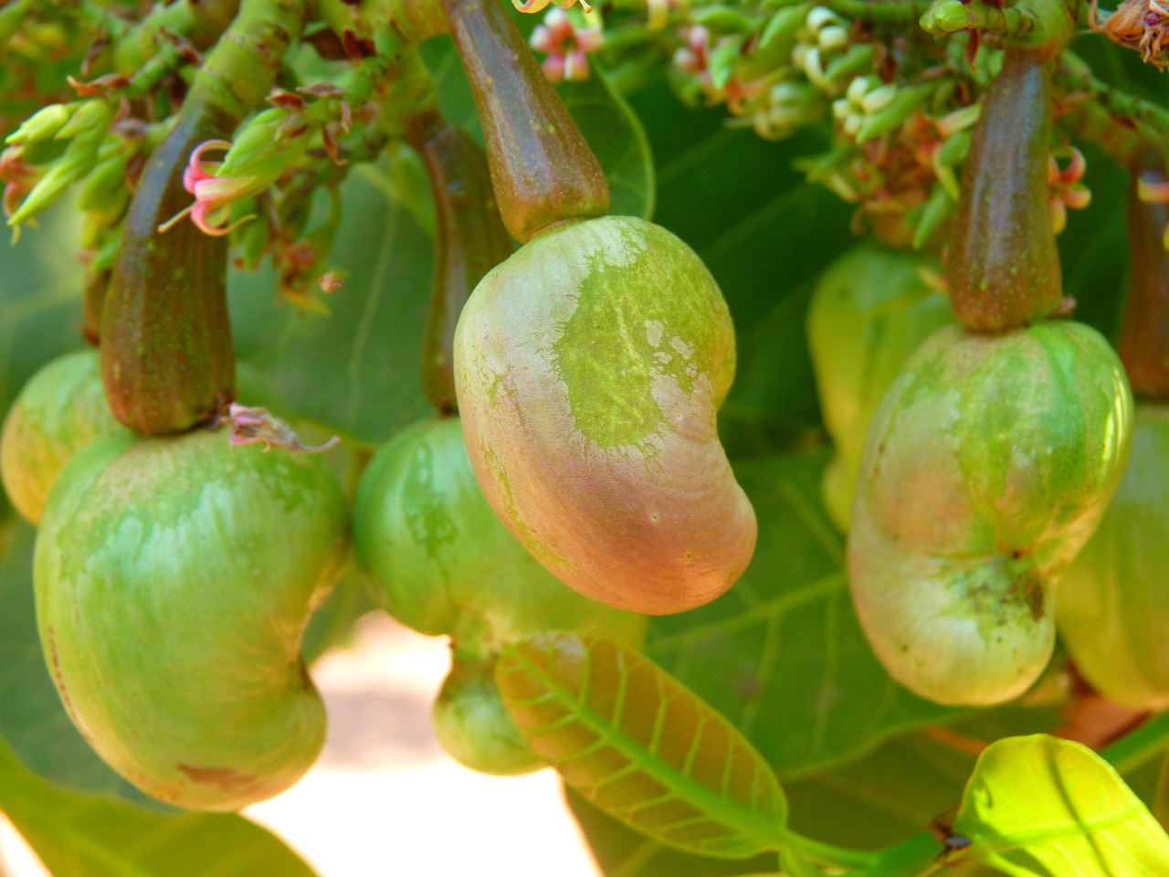 Cashews: The Creamy Culprit (image credits: pixabay)