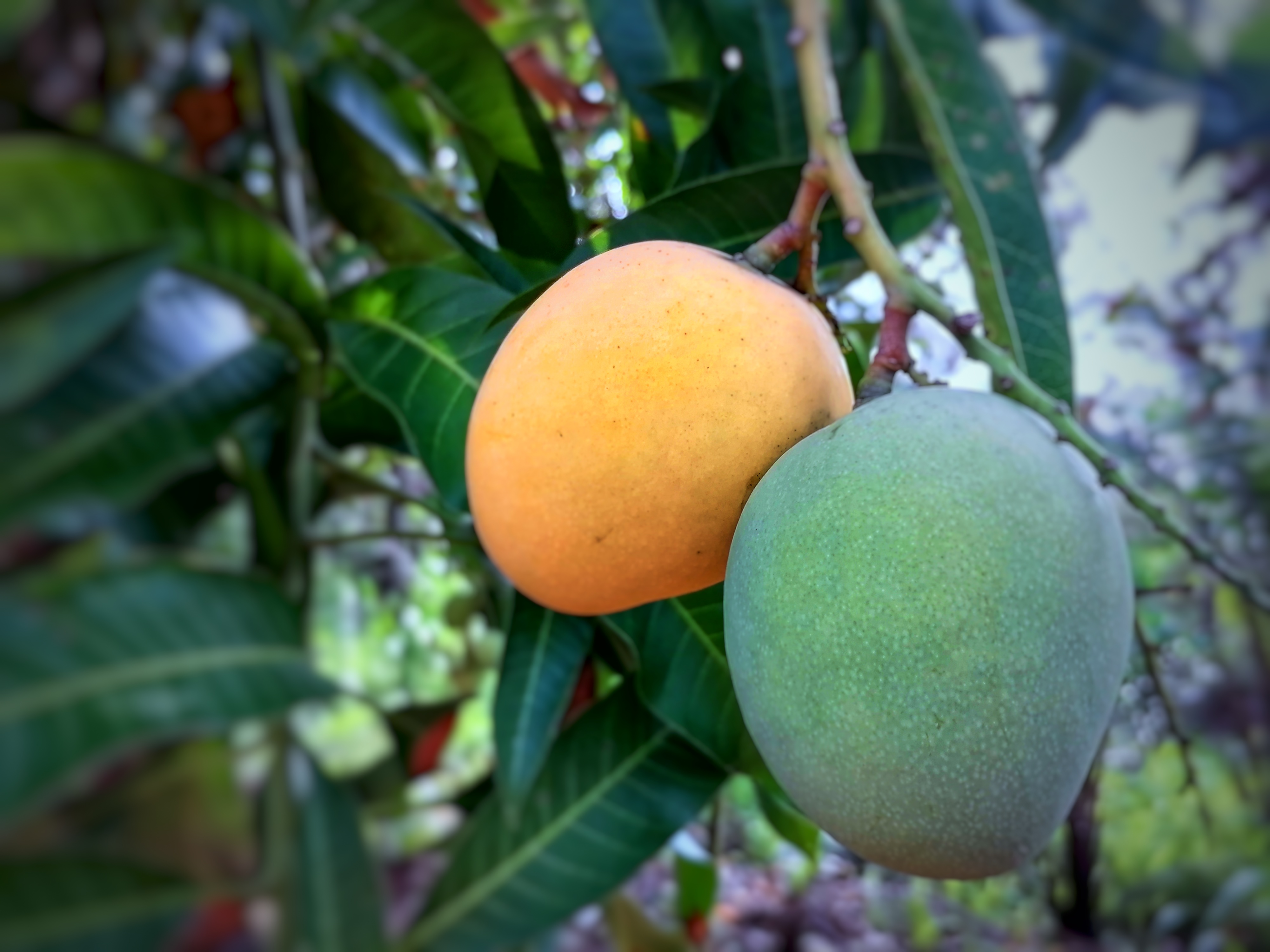 Mangoes: Tropical Temptations with High Sugar (image credits: wikimedia)