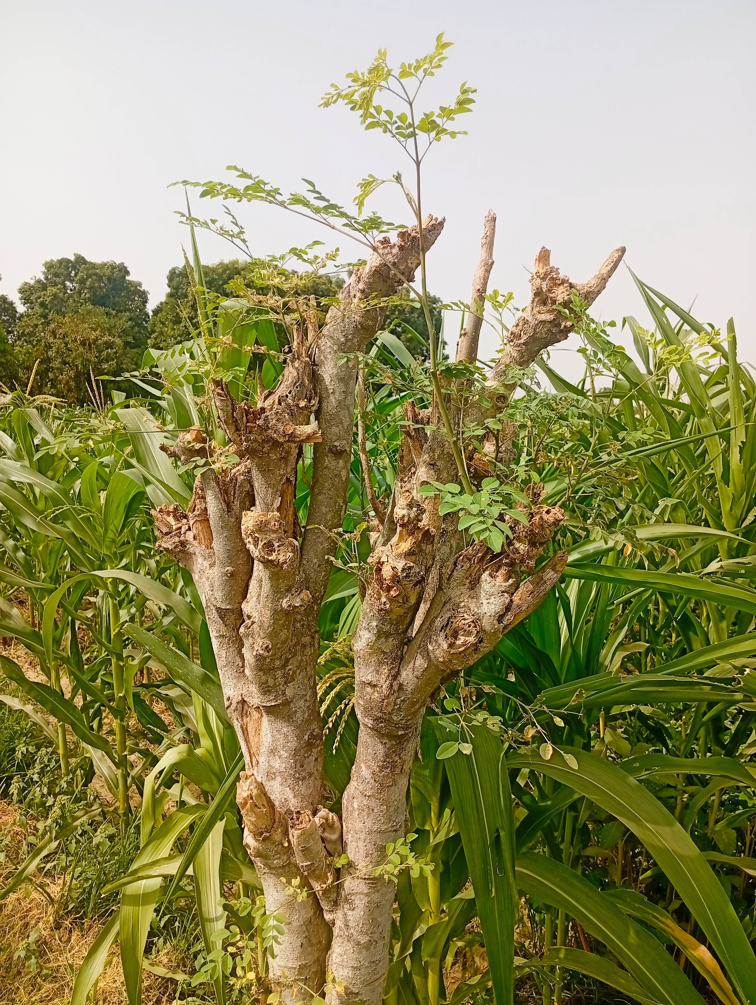 Moringa: The Miracle Tree’s Moment (image credits: wikimedia)