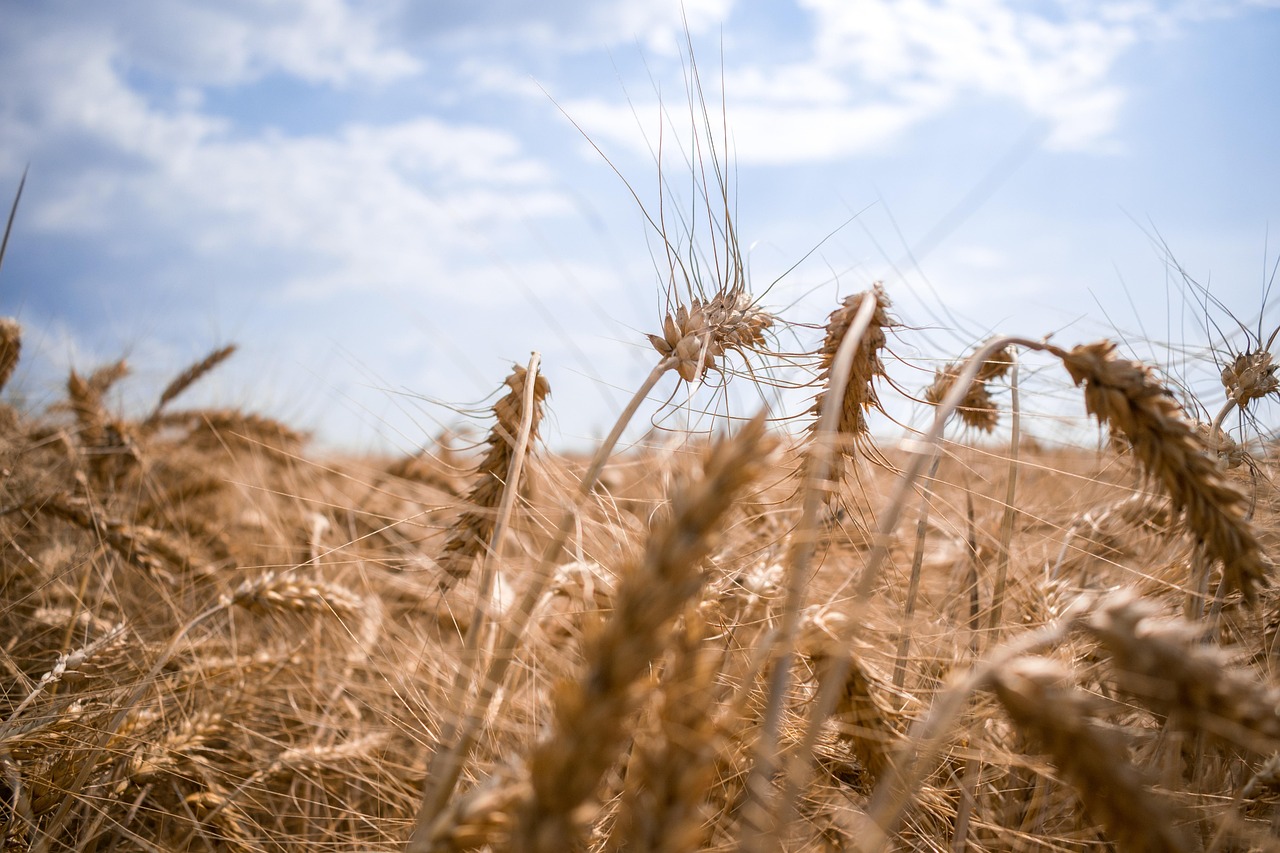 Grains: Wheat and Corn Under Pressure (image credits: pixabay)