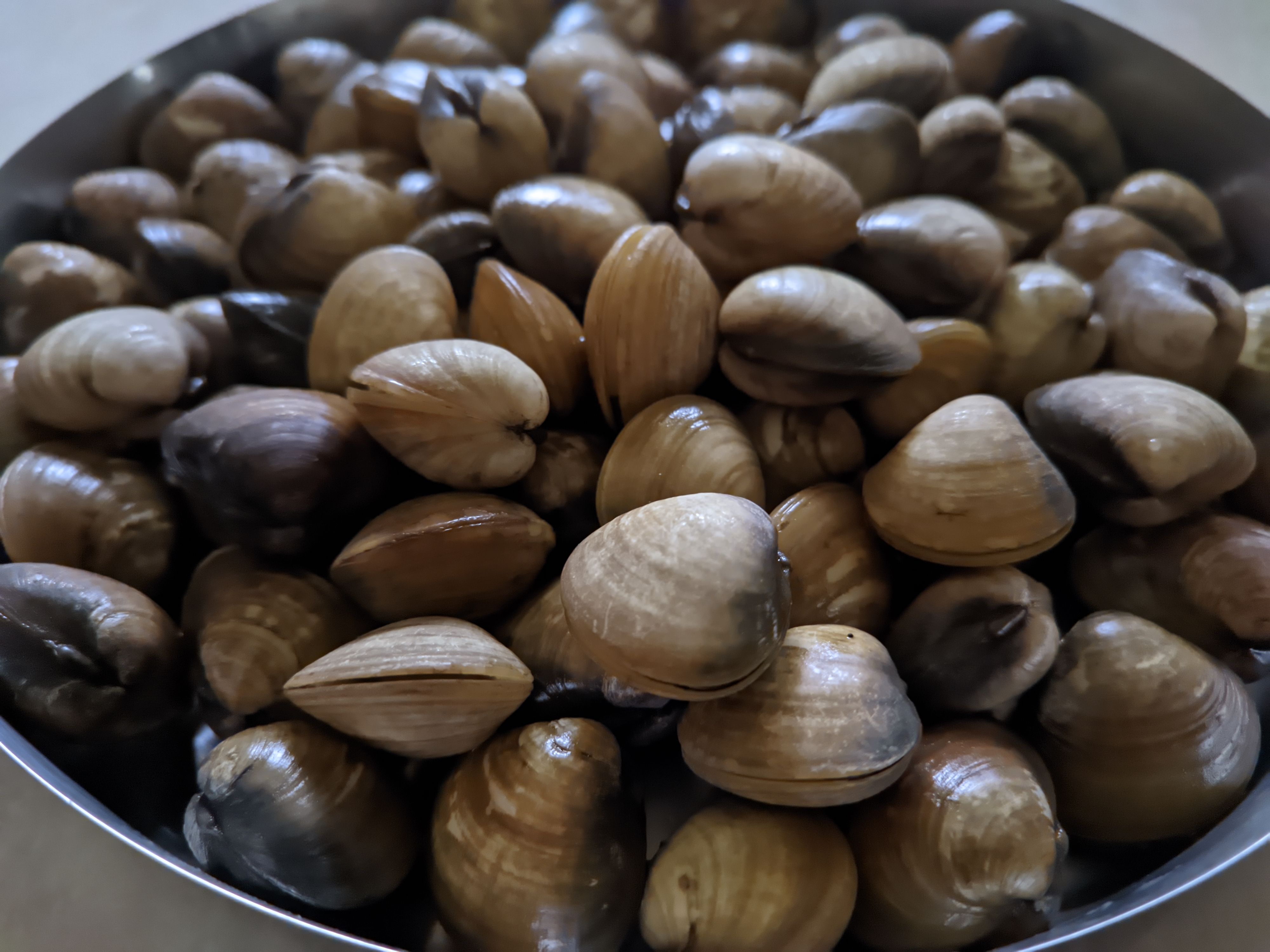 Clams: A Shellfish Surprise (image credits: wikimedia)