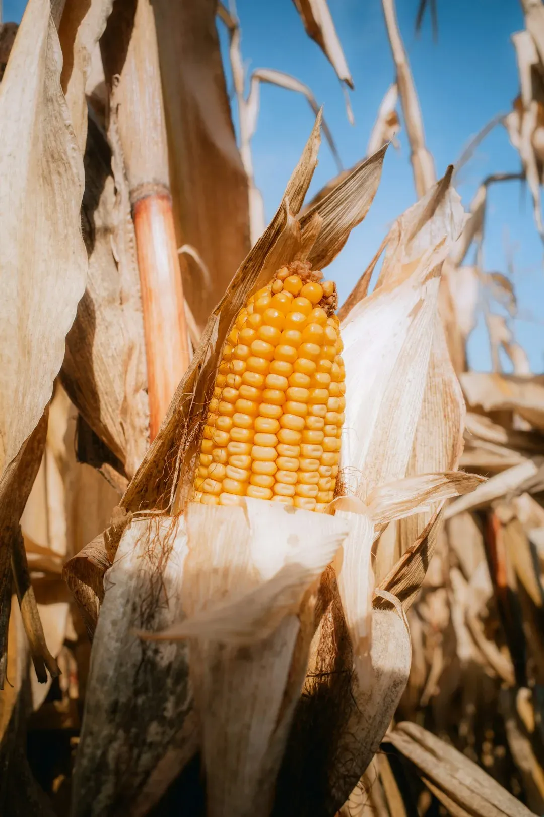 Corn: The Industrial Commodity Masquerading as Food (Image Credits: Unsplash)