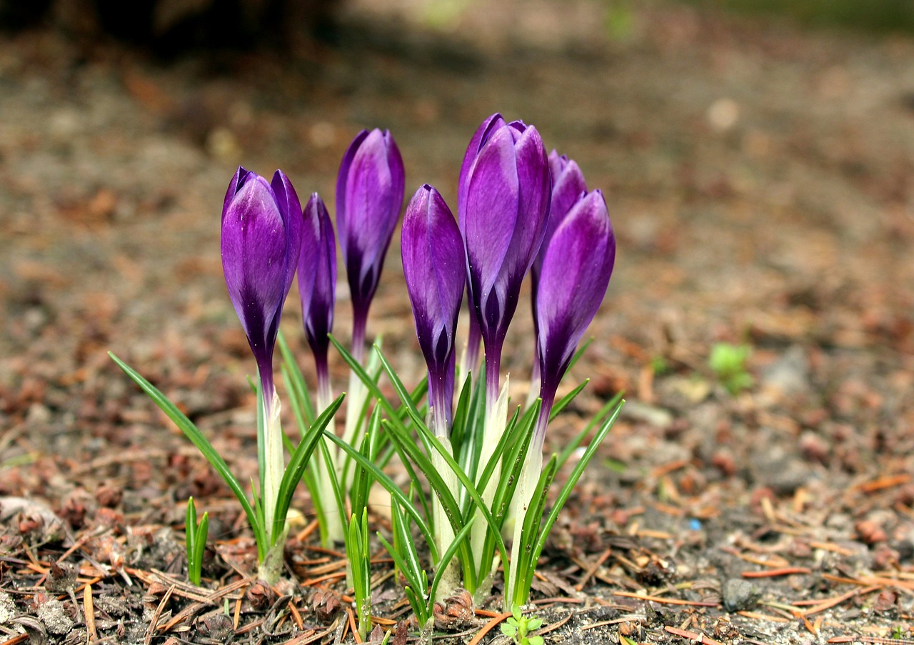 Why Saffron Is Still Worth More Than Gold (image credits: pixabay)