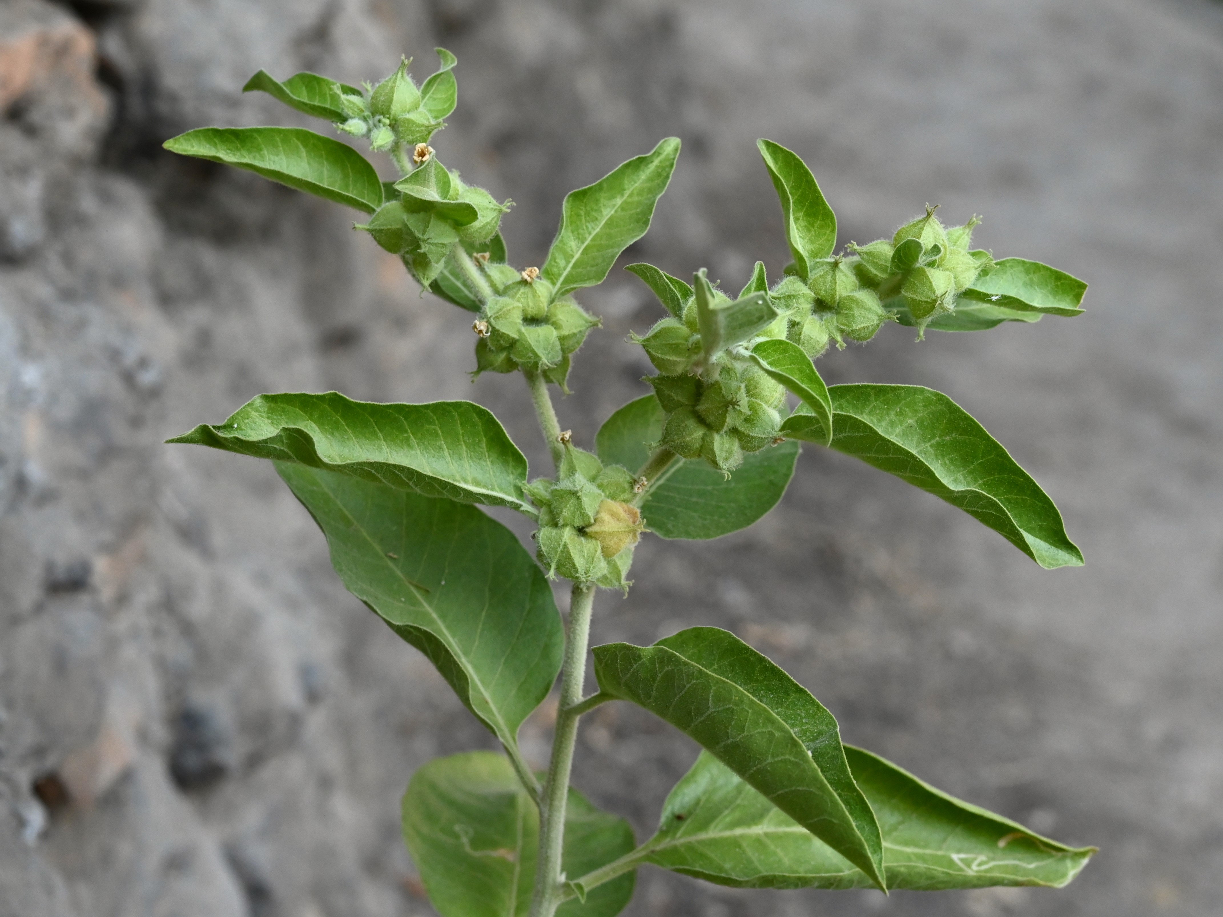 Ashwagandha: The Adaptogen for Stress Relief (image credits: wikimedia)