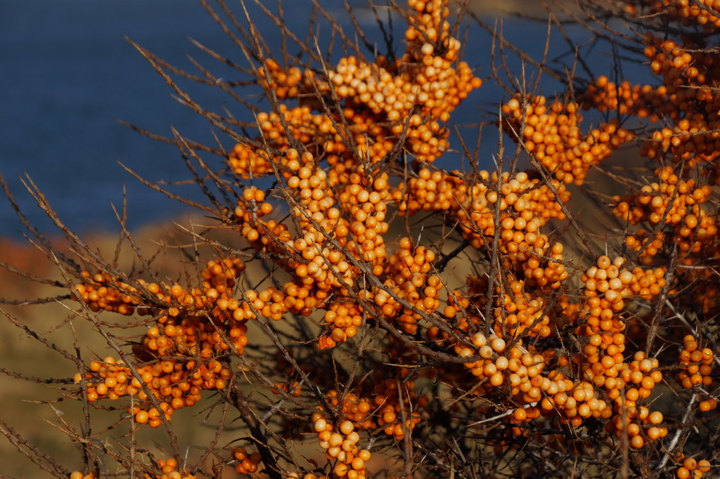 3. Sea Buckthorn: The Omega-7 Berry (image credits: wikimedia)