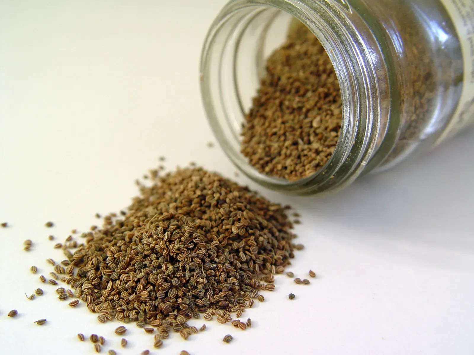 Celery Seed: The Pantry Workhorse Nobody Talks About (By Holly Cheng, CC BY-SA 3.0)