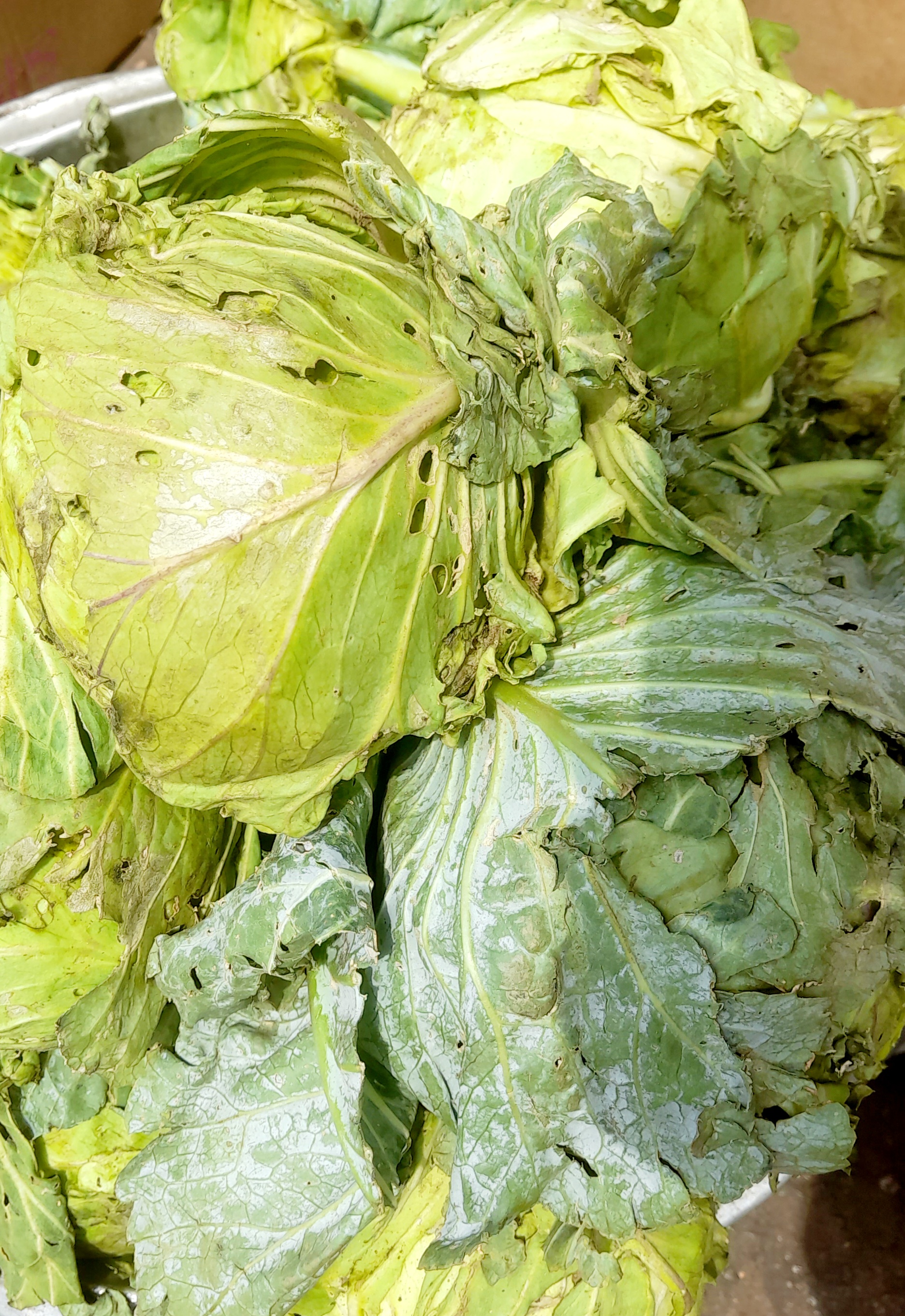 Cabbage (image credits: wikimedia)