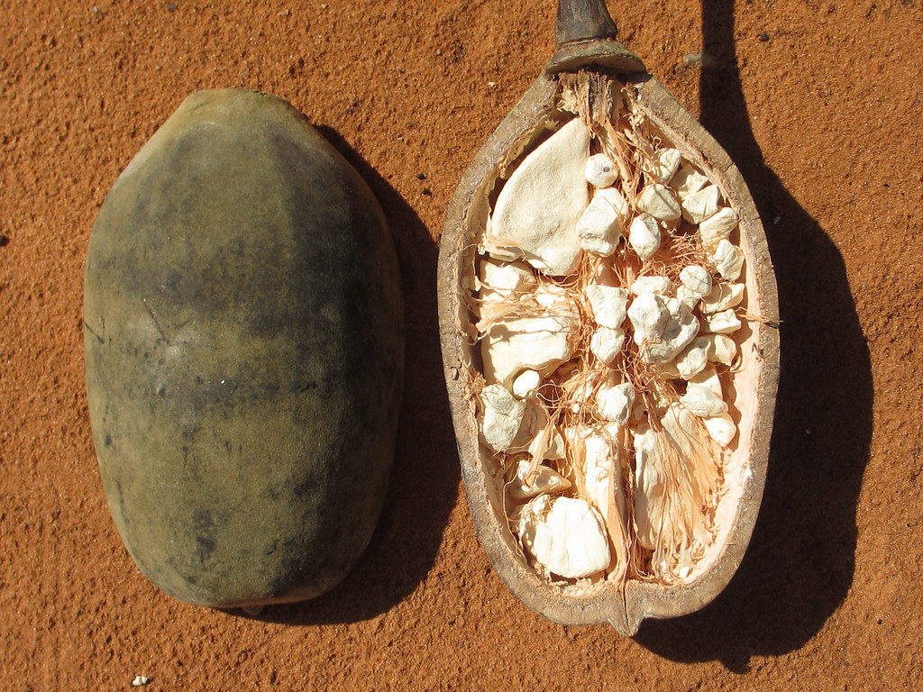 Baobab: The African Superfruit That's Finally Getting Attention (image credits: flickr)