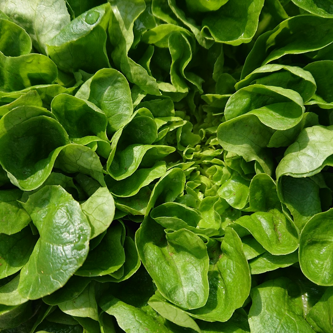 Thyroid Health and Goitrogens (image credits: unsplash)