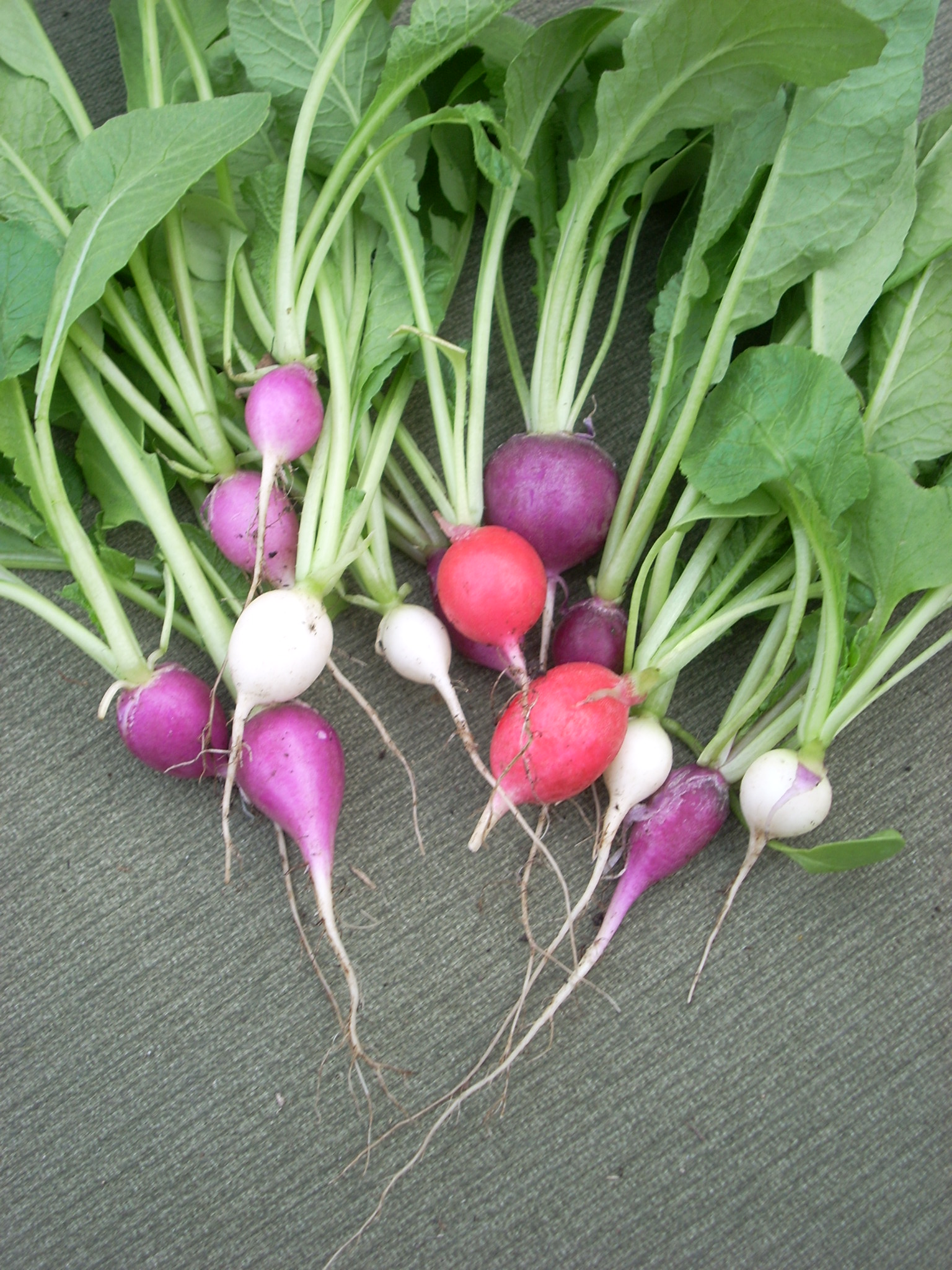 Radishes: The Peppery Survivors (image credits: wikimedia)