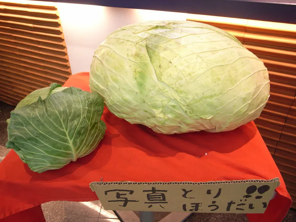 The Budget-Friendly Factor: Why Cabbage Wins in 2026 (matsuyuki, Flickr, CC BY-SA 2.0)