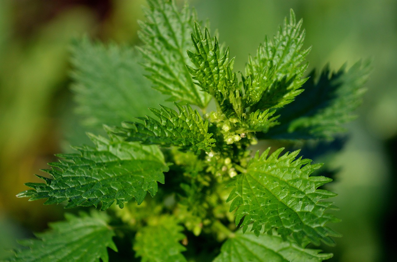 Stinging Nettle - Nature's Protein Powerhouse (Image Credits: Pixabay)