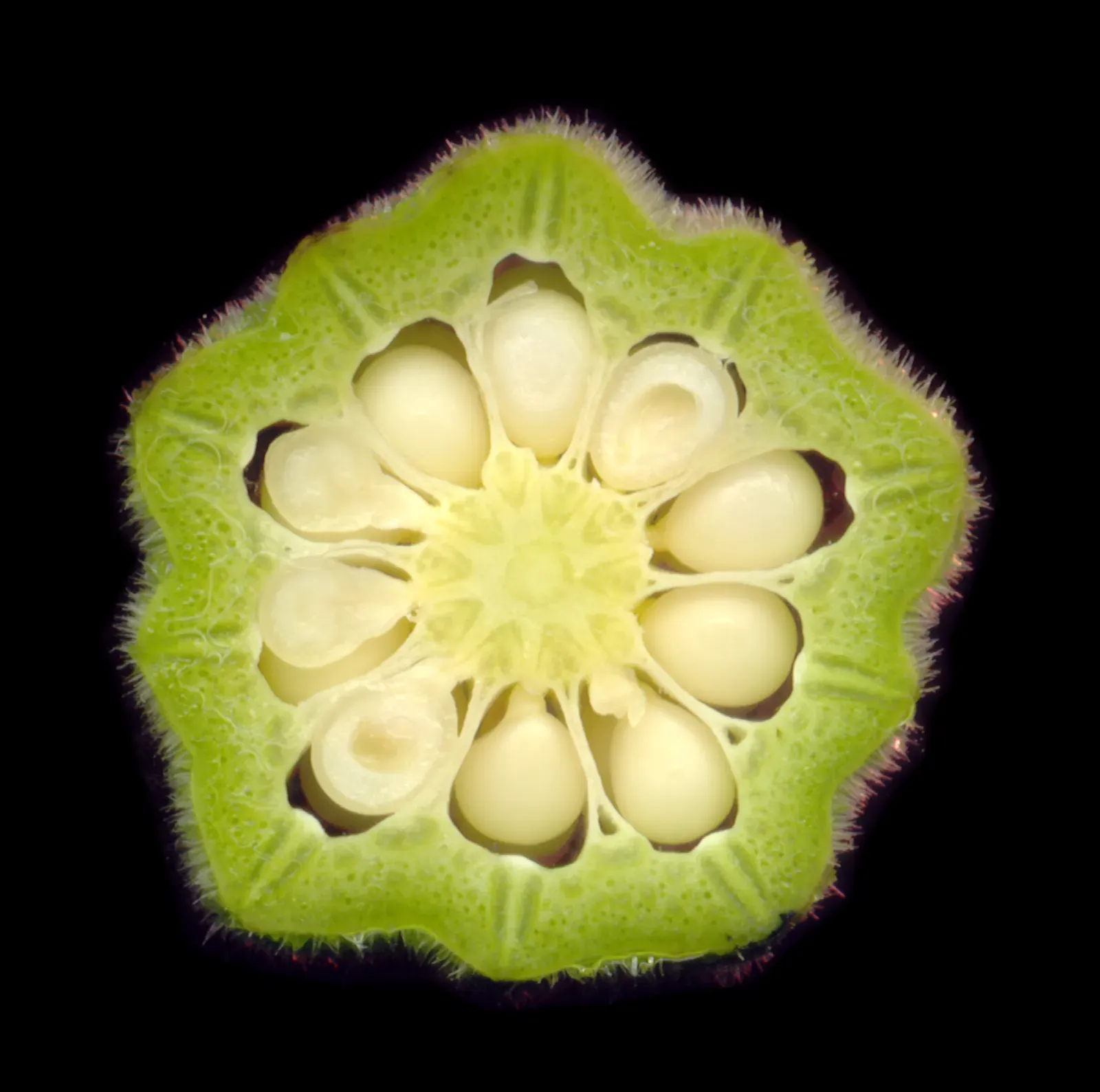 6. Okra: Seeds in a Pod, Fruit on a Plate (Own work., CC BY-SA 3.0)