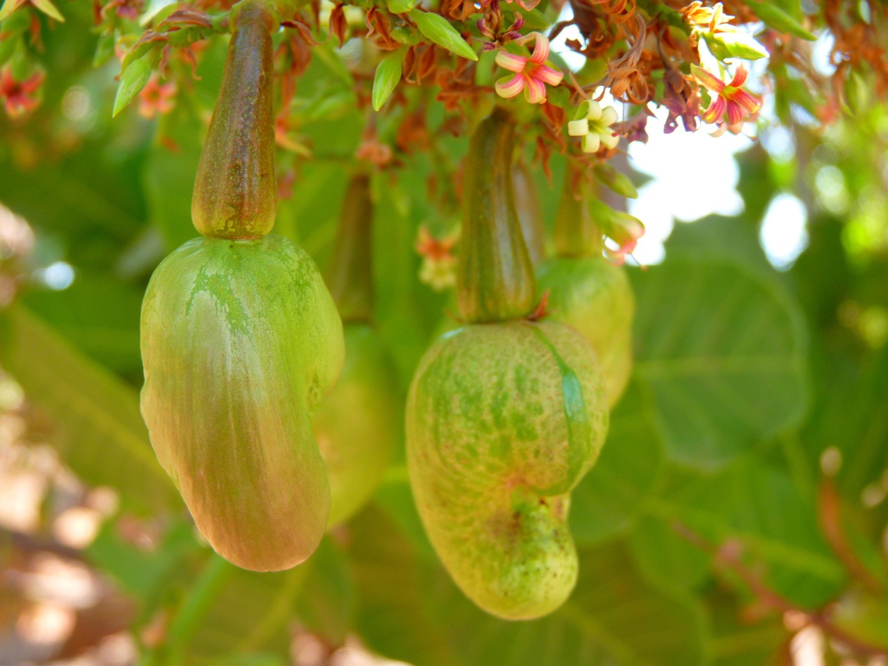 3. Cashews - The Mineral Marvels (image credits: pixabay)