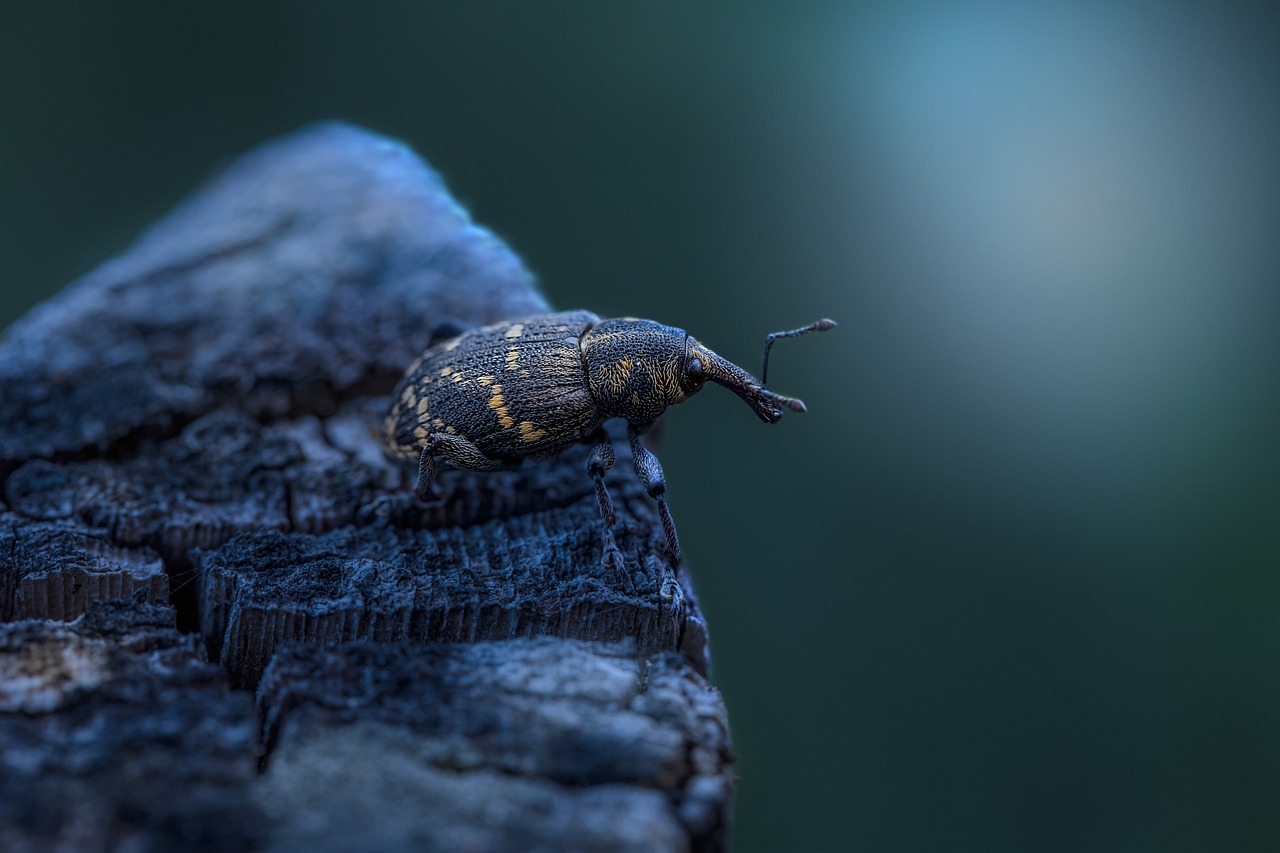 Grains & Flour - The Weevil Highway (image credits: pixabay)