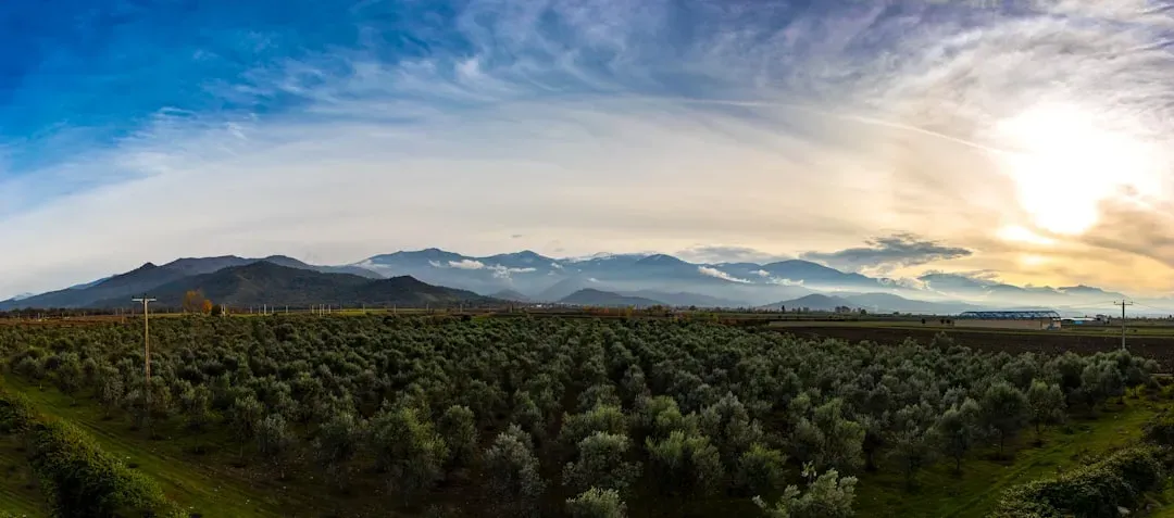 Where the Olive Oil Market Stands Right Now (Image Credits: Unsplash)