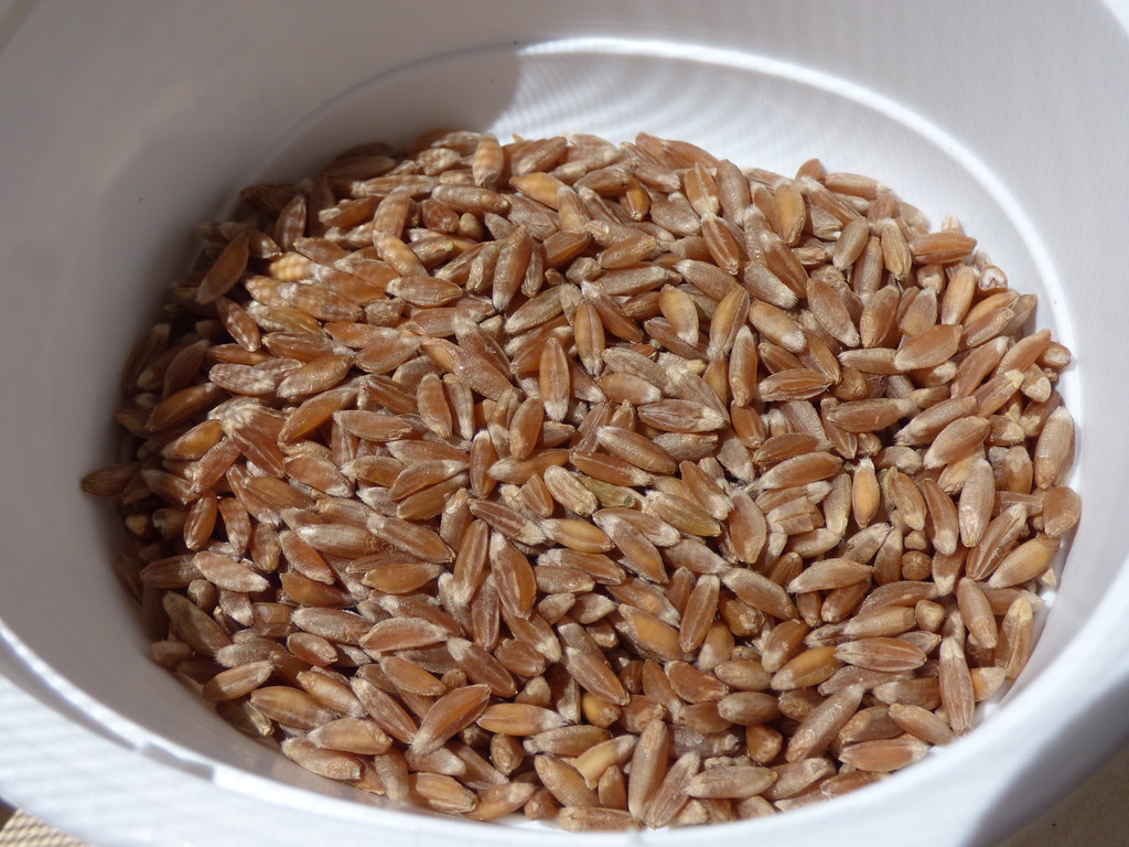 Farro: The Mediterranean Comfort Grain (Image Credits: Flickr)