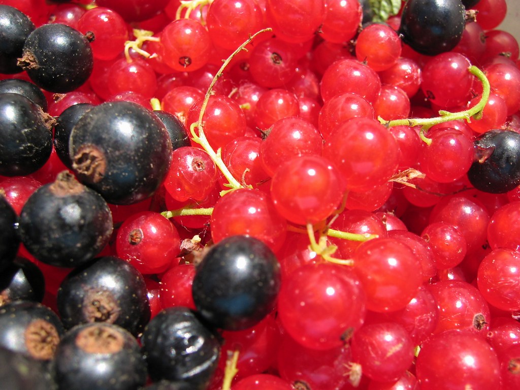 Berries: Nature's Mood Candy (image credits: flickr)