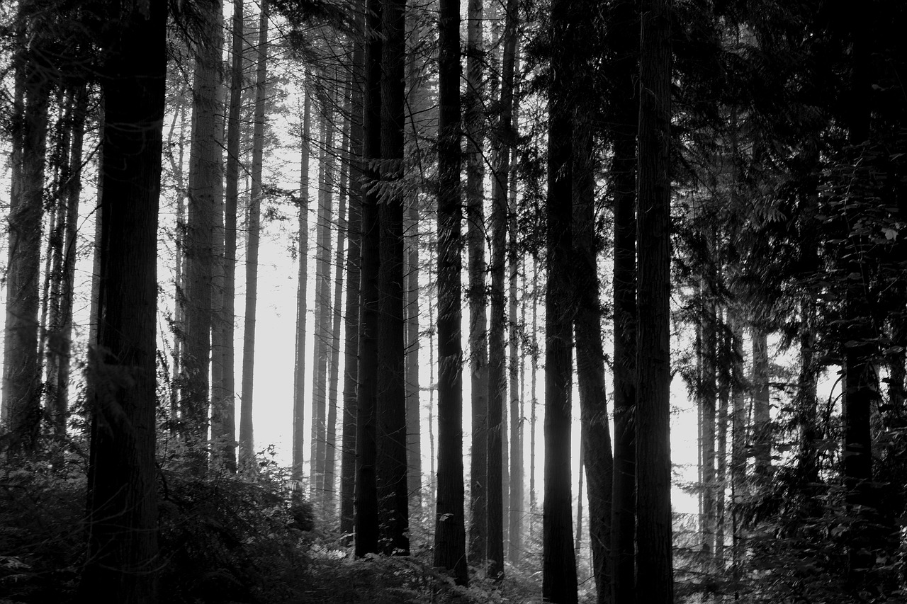 The Enchanting Landscape of the Black Forest (image credits: pixabay)